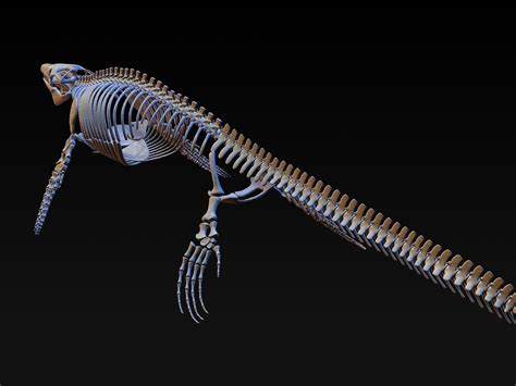 Mosasaurus skeleton model - TurboSquid 1228674