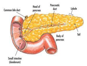 Pancreas diagram