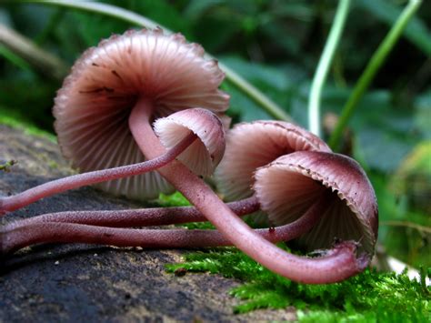 Mycena haematopus: The Ultimate Mushroom Guide