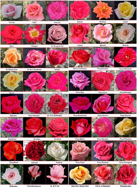 Variability in the flower color of rose varieties used in the present ...