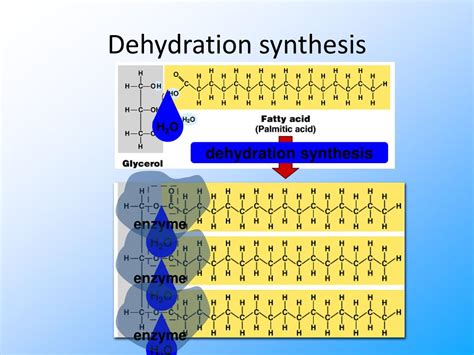 PPT - Lipids PowerPoint Presentation, free download - ID:4305710