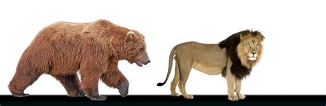 Grizzly Bear Vs Lion Size