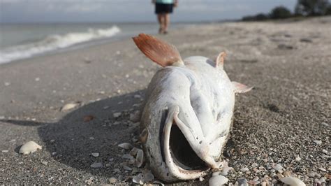 WARNING GRAPHIC IMAGES: Dead fish, turtles, manatees wash up on ...