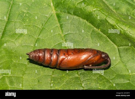 Carolina Sphinx Moth Pupa (Manduca sexta Stock Photo - Alamy