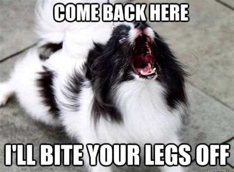 30+ Best Angry Dog Memes