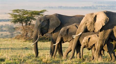 [Animal's] Herd community? Elephants show us how to coexist - Animals ...