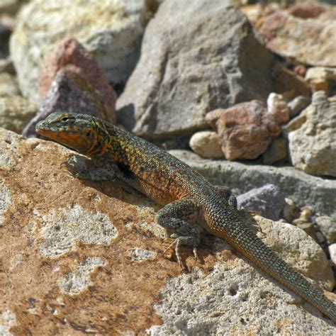 Catalina Island Wildlife Programs - Catalina Island Conservancy