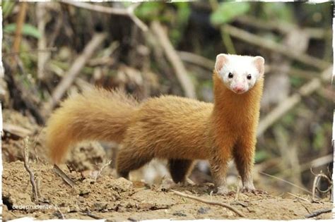 Malayan weasel - Alchetron, The Free Social Encyclopedia