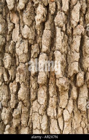 The bark of a Western Australian Marri Tree Stock Photo - Alamy