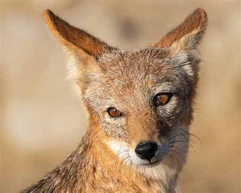 Jackal Face Running On The Sand Dune In The Namib Desert. Hot Day In ...