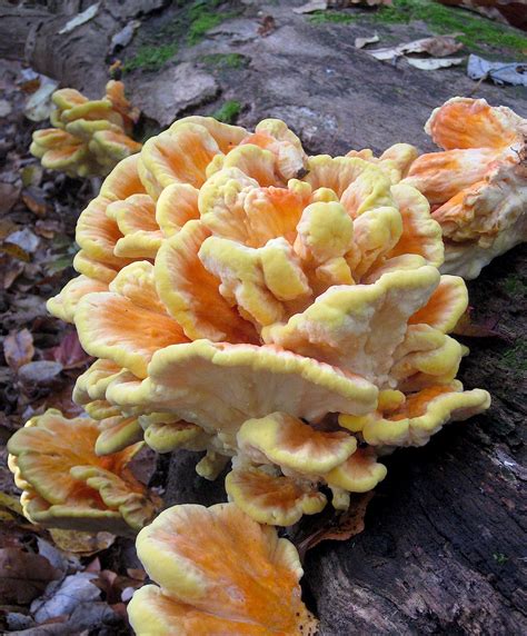 5 Easy-To-Identify Edible Mushrooms For The Beginning Mushroom Hunter ...