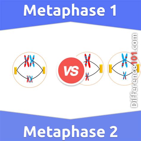 Metaphase 1 vs. Metaphase 2: 9 Key Differences, Pros & Cons ...