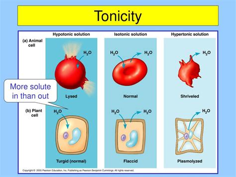 Tonicity And The Cell