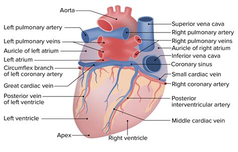 Heart Anatomy Posterior View