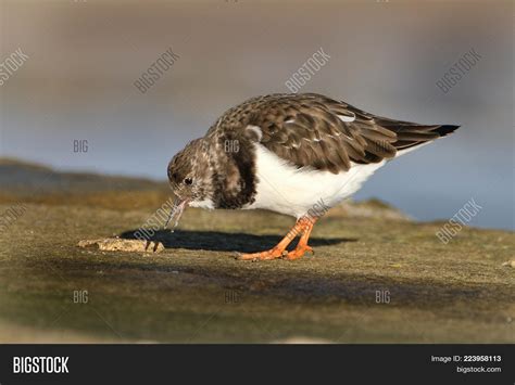 Turnstone. Turnstones Image & Photo (Free Trial) | Bigstock