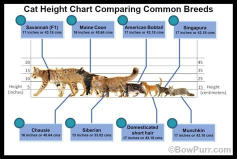 What is the average cat height? How tall are cats? - BowPurr