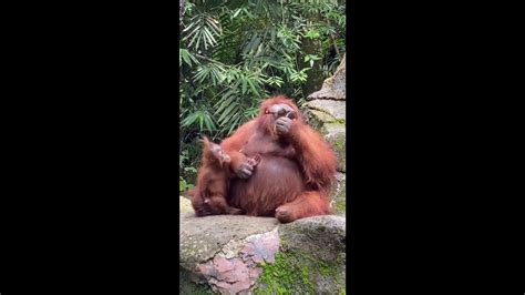 Orangutan wears sunglasses zoo visitor drops | Vidid.net