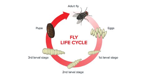 Fly Life Cycle - Rentokil Pest Control Indonesia