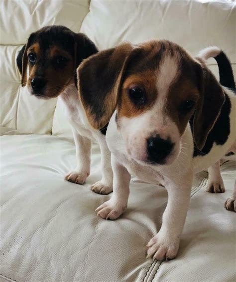 Beagle x cocker spaniel puppies for sale | in Chichester, West Sussex ...