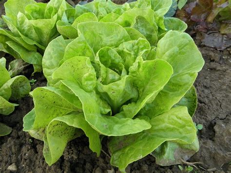 16 nombres de verduras que no pueden faltar en ningún huerto