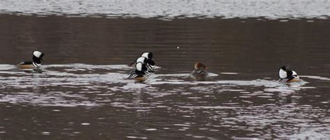 Waterfowl Photography