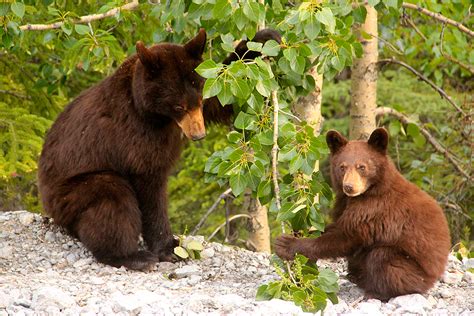 Wildlife Tours — Jasper Hikes & Tours Inc.