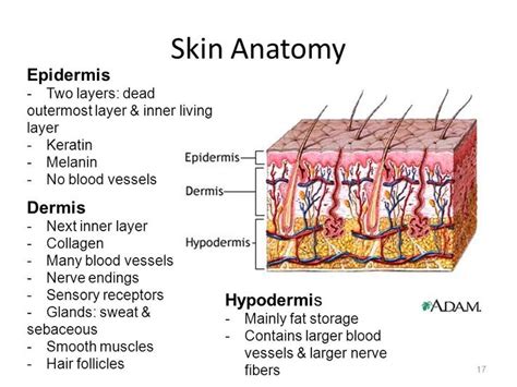 Image result for epidermis dermis hypodermis | Anatomy, Keratin, Skin ...