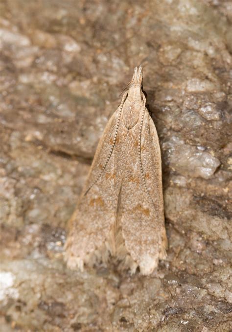 Probably Palmerworm Moth [female] (Dichomeris ligulella - … | Flickr