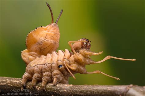 Lobster Moth caterpillar - Google Search Moth Caterpillar, Cordyceps ...