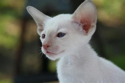 Caring for an Albino Cat