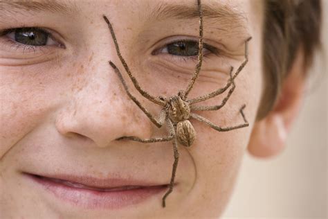 Couple Finds A Huntsman Spider The Size Of A Frisbee Eating An Entire ...