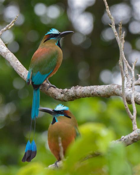 Comprehensive Birding Tour Around the Yucatan Peninsula, May 2021 ...