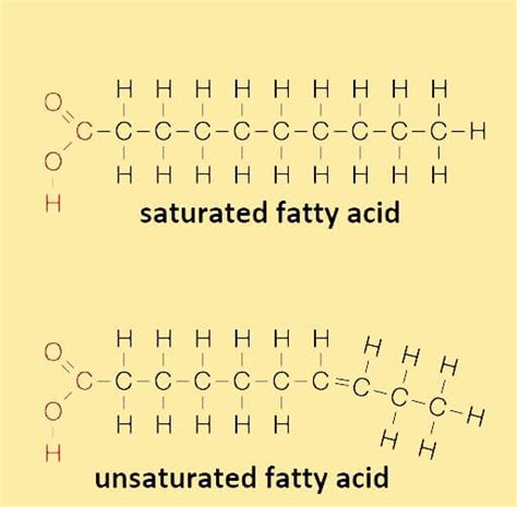 Chemical Makeup Of Fatty Acids | Saubhaya Makeup