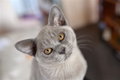 Burmese Cat Blue Eyes