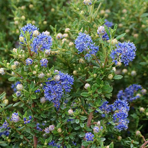 Ceanothus Puget Blue - Californian Lilac – Mail Order Trees