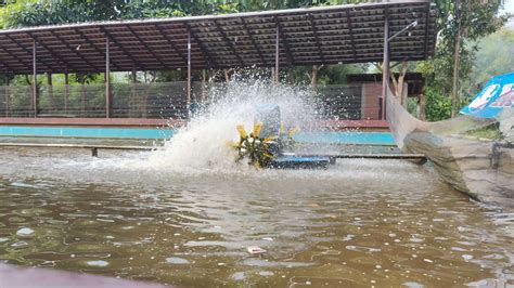 Tambak Udang, Lobster Farm using waterwheel to move the water inside ...