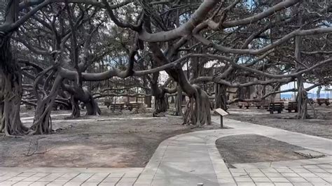 Lahaina's 150-year-old banyan tree still stands, but will it live?