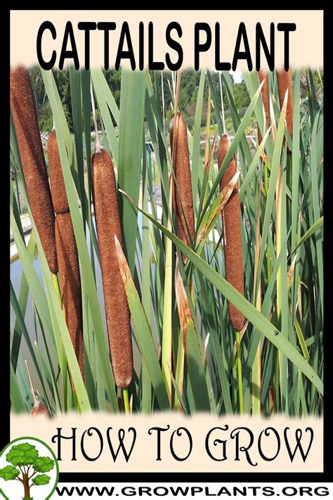 Cattails - How to grow & care