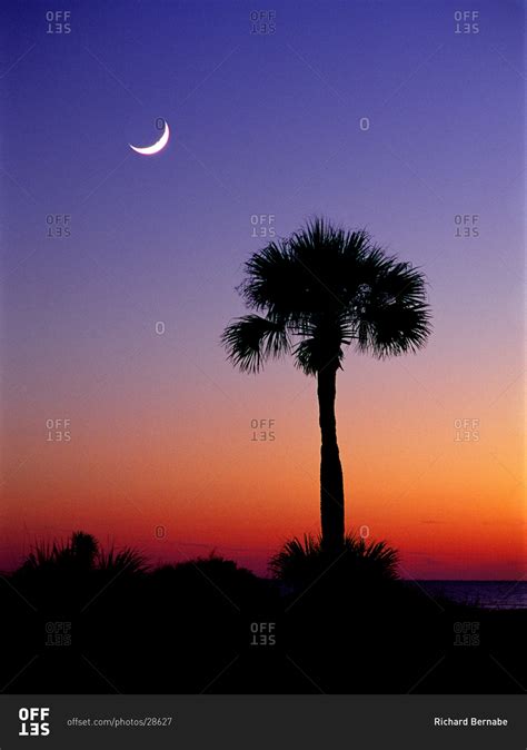 Palmetto Moon