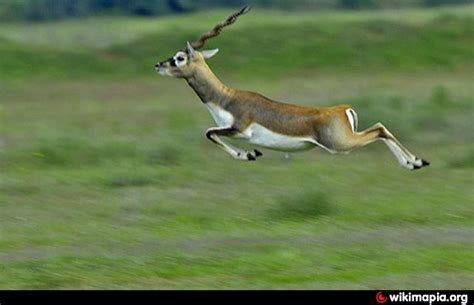 Ranebennur Blackbuck Deer Sanctuary | endangered species habitat ...