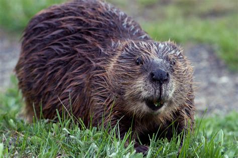 Canada’s most tireless wetland ecosystem engineer – NatureKidsBC