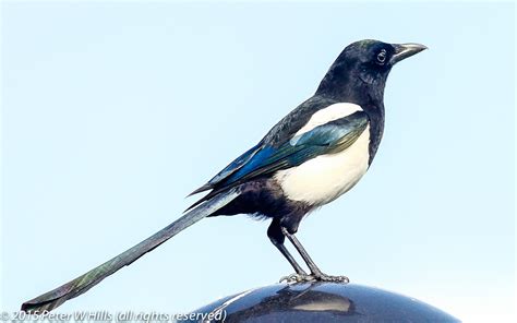 Magpie Eurasian (Pica pica) - England - World Bird Photos