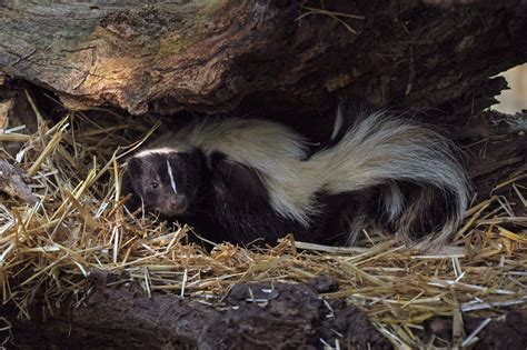 Striped Skunk | Animals Happen Wildlife Control