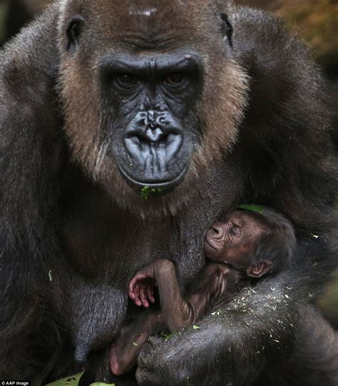 Baby gorilla born at Taronga Zoo | OverSixty