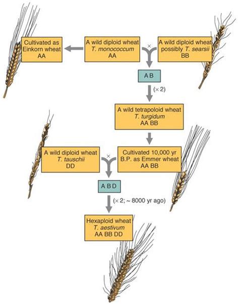 How does a transgenic plant differ from a hybrid plant? | Socratic