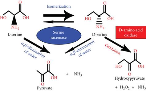 D-serine synthesis and degradation. D-serine is synthetized by ...