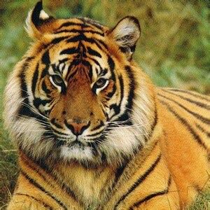 Top 17 Bengal Tiger Facts - Diet, Habitat, Speed & More - Facts.net