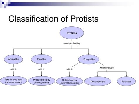 Kingdom Protista Chart