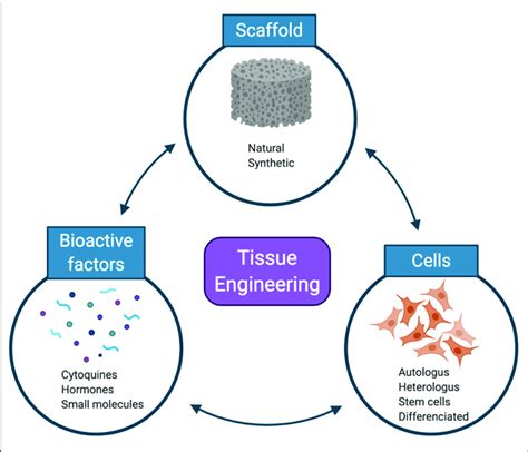 | The tissue-engineering triad. Scaffolds, cells, and bioactive factors ...