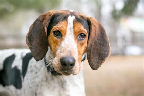 Coonhound Beagle Mix: Presenting The Finest Hunting Dog